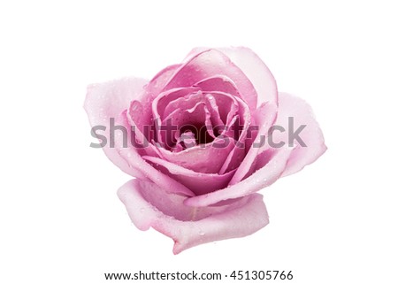 purple rose on a white background