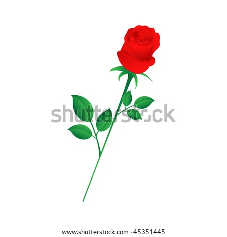 Single red rose isolated on a white background. Vector illustration.
