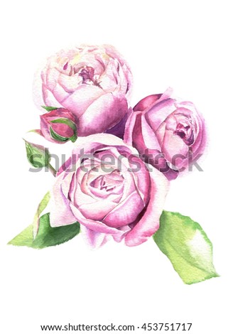 Pink rose watercolor hand-painted, isolated on white