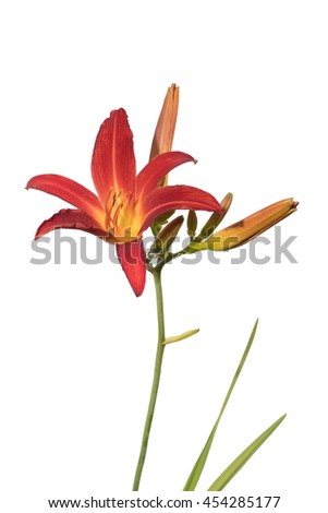 yellow and orange garden lilies, with green stems, branches, leaves and buds