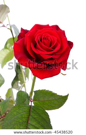 red rose in closeup over white background