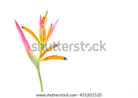 Bird of paradise flowers . Strelitzia reginae Banks ex Dryand isolated on white background