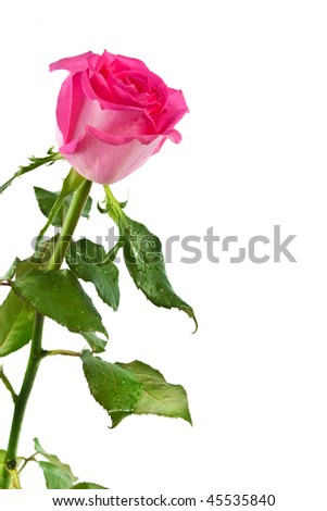 pink fresh rose isolated on a white background. More isolated flowers you may see in my portfolio