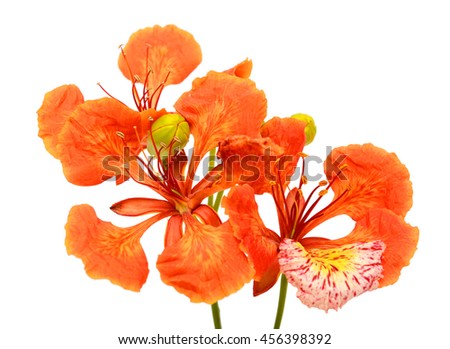 beautiful red Delonix regia Flowers isolated on white background