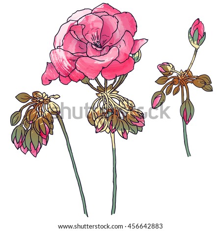Hand drawn botanical illustration of geranium with flowers, buds, leaves. With painting effects. Vector format.