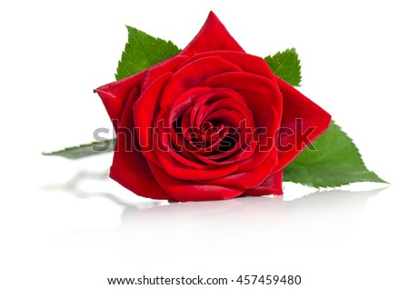 beautiful  bud of red rose isolated on white background