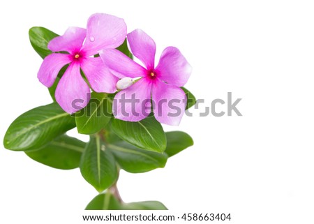 Beautiful pink vinca flowers (madagascar periwinkle) isolated on white background