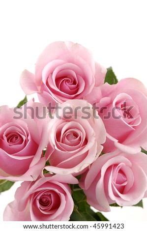 Blossom roses