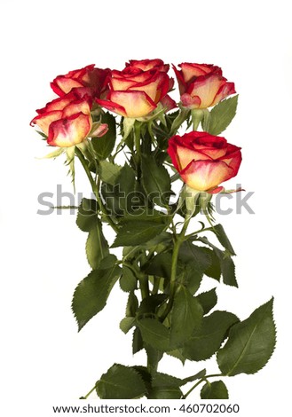 Spray rose, isolated on white background