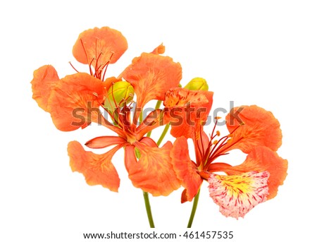 Peacock flowers, Delonix regia, isolated on white background for decoration