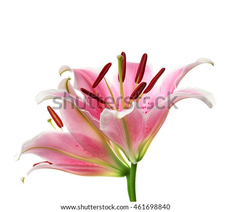 Pink lily , isolated on white