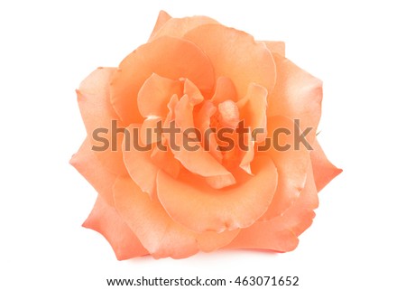 beautiful pink rose on white isolated white background