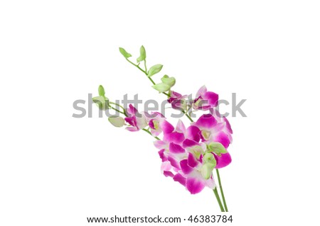 Beautiful Orchid isolated on white background