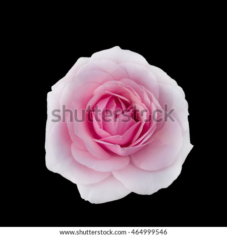 Delicate pink rose isolated on a black background