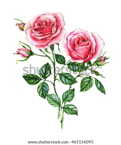 Watercolor botanical illustration of pink roses. Hand painting. Floral drawing for the greeting cards, invitations, personalized card and different decorations.