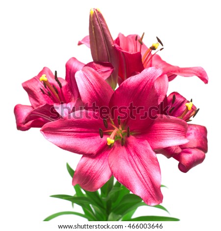 Beautiful pink lily flower isolated on white background. Pink flowers