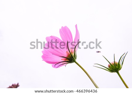 Cosmos pink flower .