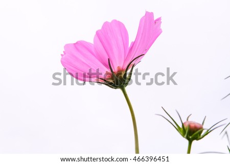 cosmos pink flowers isolated on white