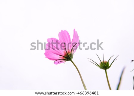 cosmos pink flowers isolated on white