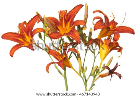 day lily on a white background