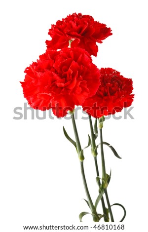 Three red carnation flowers on white background