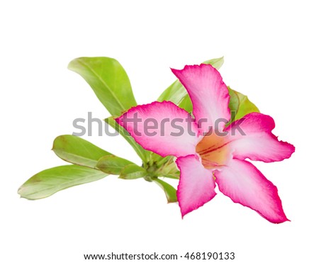 Desert rose or Ping Bignonia isolate on white background.