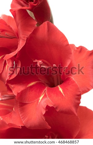 red gladiolus on a white background