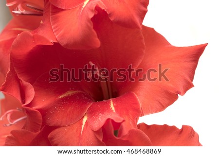 red gladiolus on a white background