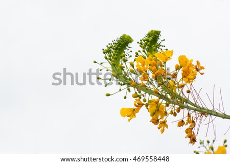 Beautiful Gulmohar flowers