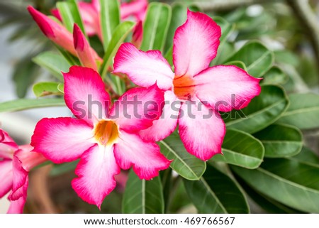 Adenium flowers (Desert Rose; Impala Lily; Mock Azalea)