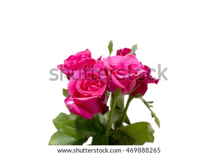 group of rose isolated on white