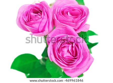 close up of blooming pink roses