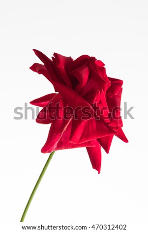 red rose isolated