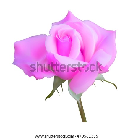 pink rose bud blossoms vector