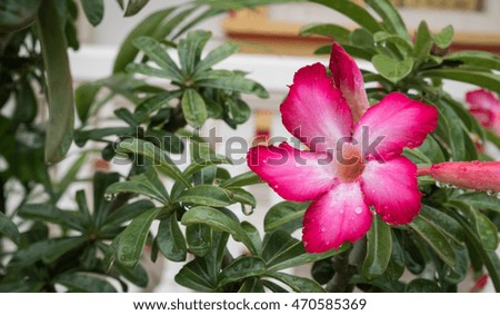 Desert Rose Flower and green leaf with raindrop.