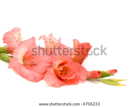 Pink gladiolus on white background
