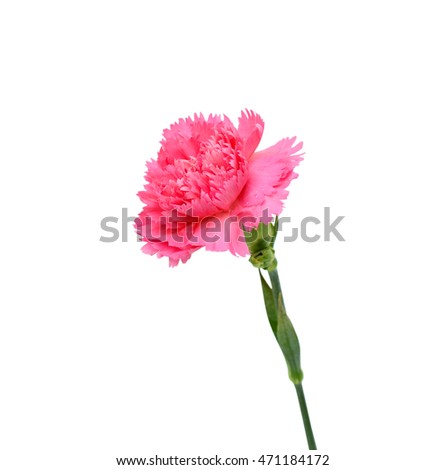 beautiful pink carnation flower isolated on white background