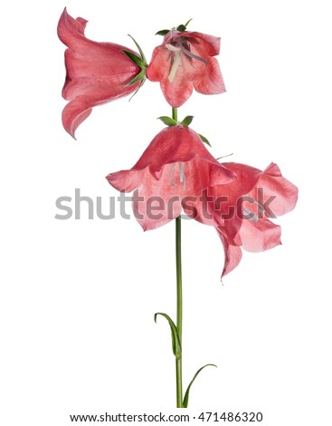 large bellflowers isolated on white background