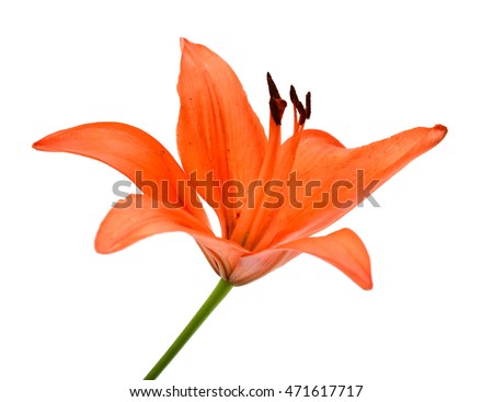 Beautiful orange lily flower bouquet isolated on white background