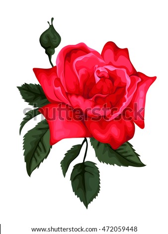 Beautiful red rose isolated on white.Perfect  background.