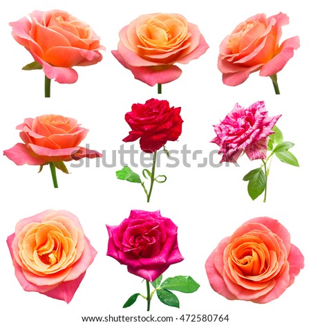 Collection rose flowers isolated on white background. Floristics, bouquets, wedding gift. Flat lay, top view. Beautiful roses of red, orange and pink. Valentine's Day, love.