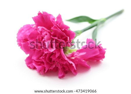 Beautiful fresh pink flower isolated on white background closeup