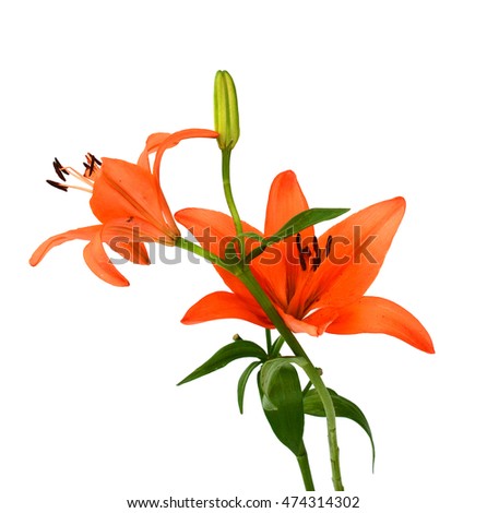 flower of a Lily isolated