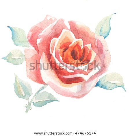 red rose on white background.watercolor