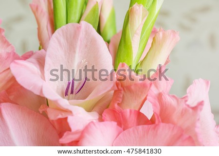 Bouquet of pink gladioli. Pink flowers.