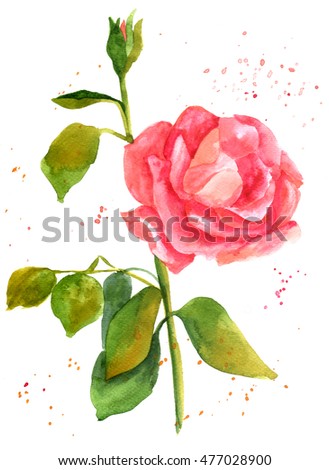 A freehand watercolor drawing of a blooming red rose, with a new bud and green leaves, hand painted on white background with splashes of paint