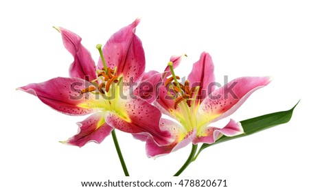 beautiful pink lily flowers isolated on white background