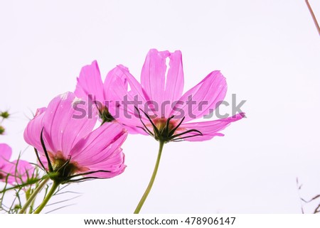 Pink Cosmos flower on white background.