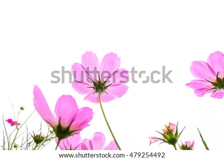 Pink Cosmos flowers blooming in the garden.