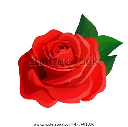 Vector beautiful realistic red rose with green leaves, decorative design element